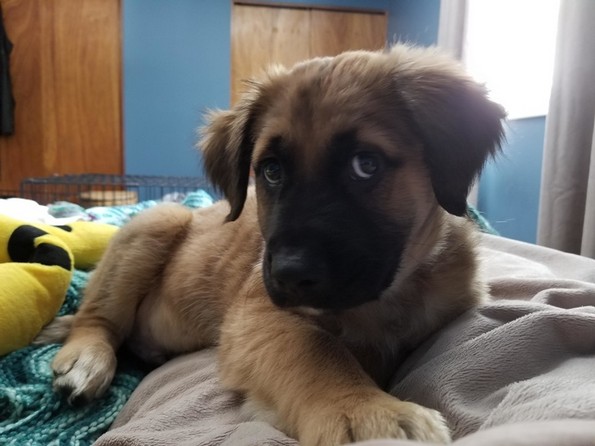 Слатки фотографии од животни за убав почеток на денот