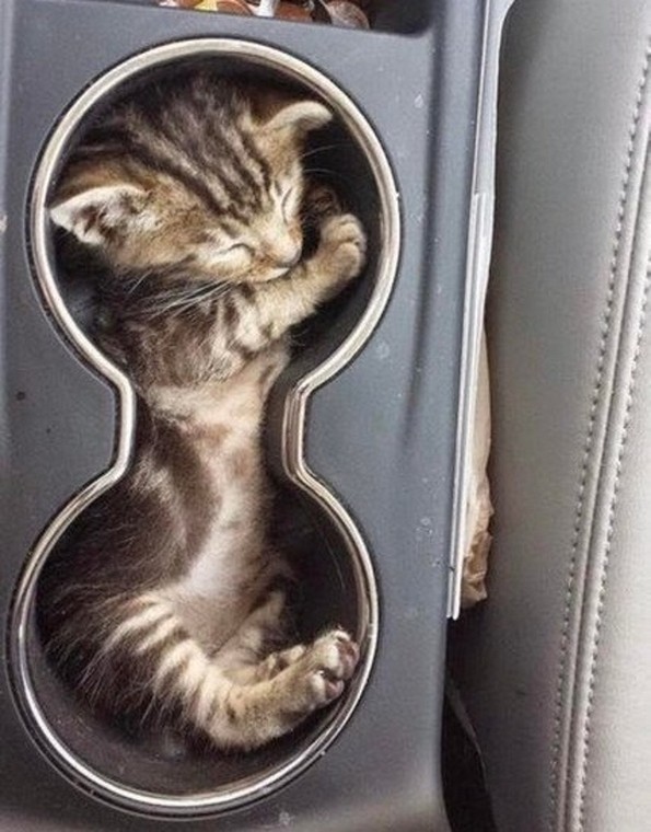 Слатки фотографии од животни за убав почеток на денот