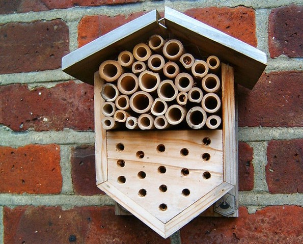 8 мали нешта што можете да ги направите за да им помогнете на пчелите да преживеат