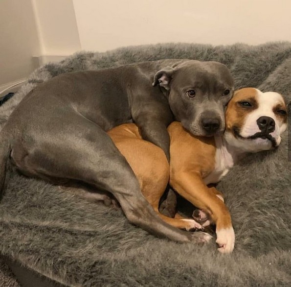 Слатки фотографии од животни за убав почеток на денот