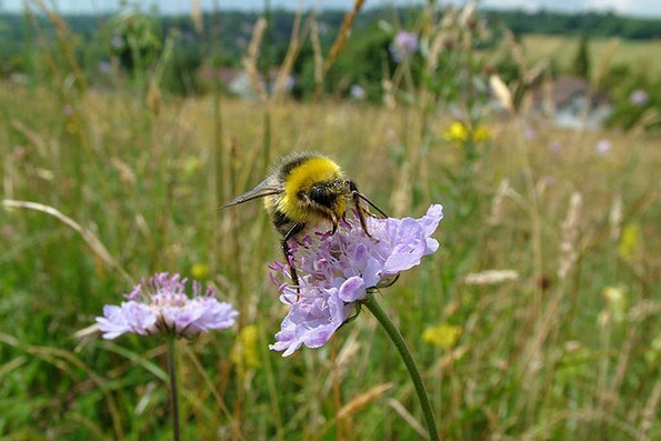8 мали нешта што можете да ги направите за да им помогнете на пчелите да преживеат
