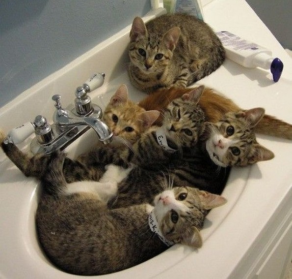 Слатки фотографии од животни за убав почеток на денот