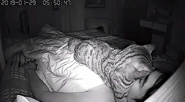Маж поставил скриена камера за да открие што прави неговата мачка навечер