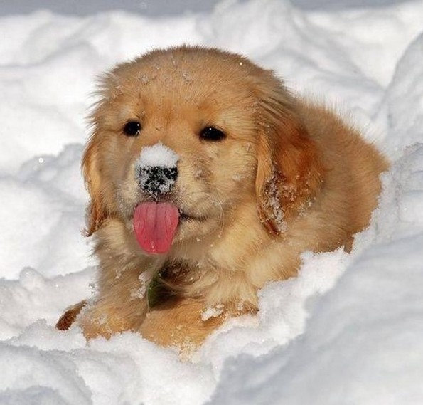 Слатки фотографии од животни за убав почеток на денот