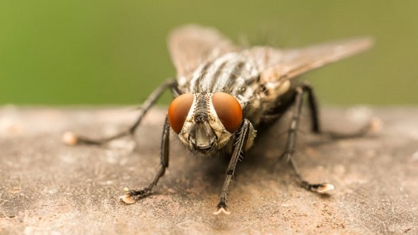 13 популарни митови во кои некои од нас сè уште веруваат