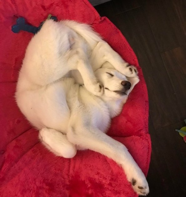 Слатки фотографии од животни за убав почеток на денот