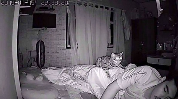 Маж поставил скриена камера за да открие што прави неговата мачка навечер