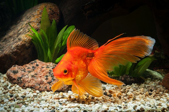 13 популарни митови во кои некои од нас сè уште веруваат