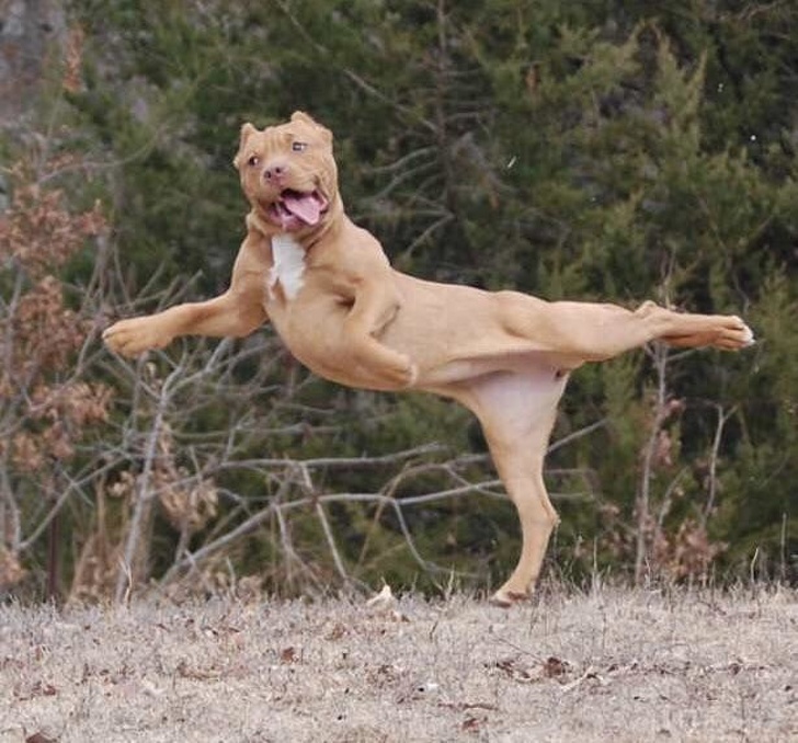 Сопственици ги покажуваат чудните однесувања на нивните кучиња