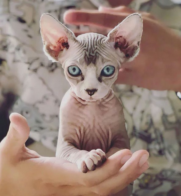 Слатки фотографии од сфинкс мачки што ќе ви го сменат мислењето за нив