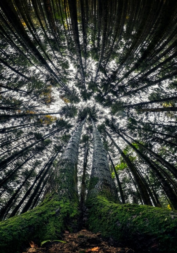 Фотограф ја доловува магичната убавина на шумите