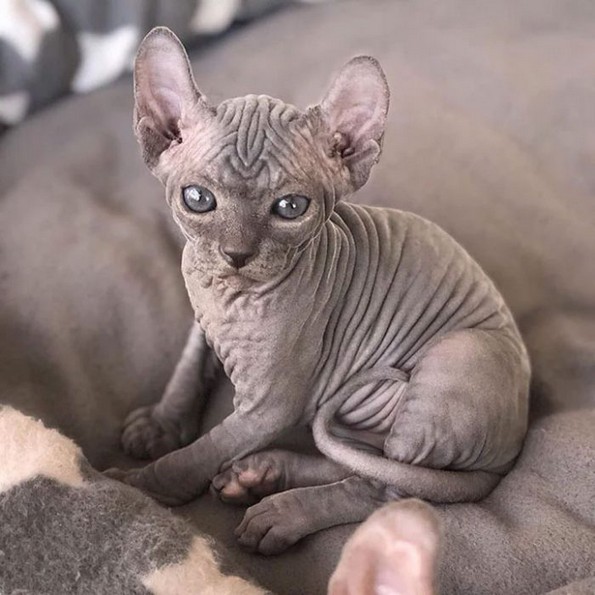 Слатки фотографии од сфинкс мачки што ќе ви го сменат мислењето за нив