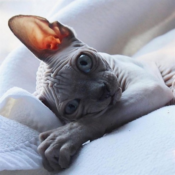 Слатки фотографии од сфинкс мачки што ќе ви го сменат мислењето за нив