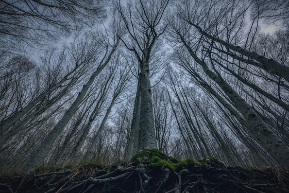Фотограф ја доловува магичната убавина на шумите