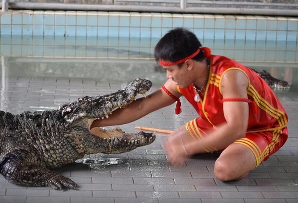 9 видови забава во коишто љубителите на животни не би требало да бидат вклучени