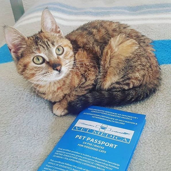 Маж патува околу светот со улично маче