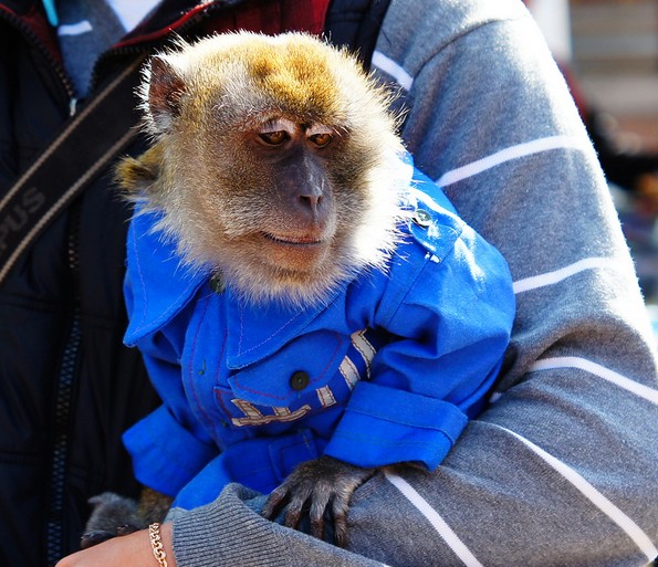 9 видови забава во коишто љубителите на животни не би требало да бидат вклучени