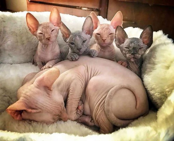 Слатки фотографии од сфинкс мачки што ќе ви го сменат мислењето за нив