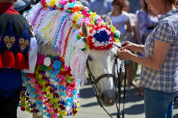 9 видови забава во коишто љубителите на животни не би требало да бидат вклучени