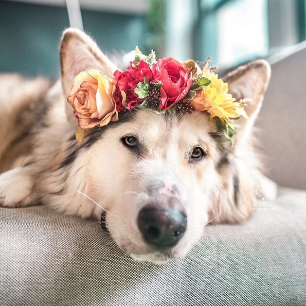 Артистка прави магични венци од цветови за животни