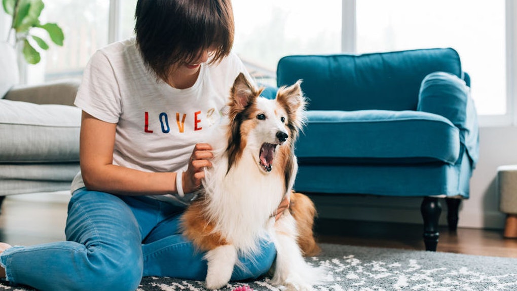 Како да му покажете на вашето куче дека го сакате според неговиот љубовен јазик?