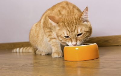 Како правилно да ја храните вашата мачка?