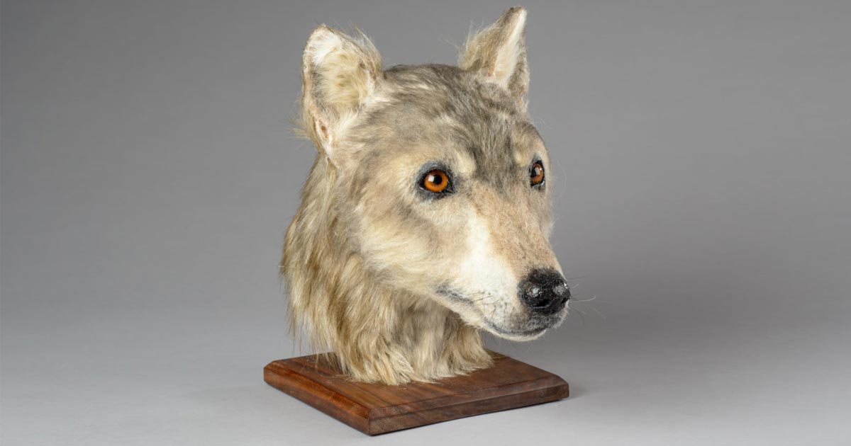 Реконструкција на лице ни овозможува да видиме како изгледале кучињата пред 5.000 години