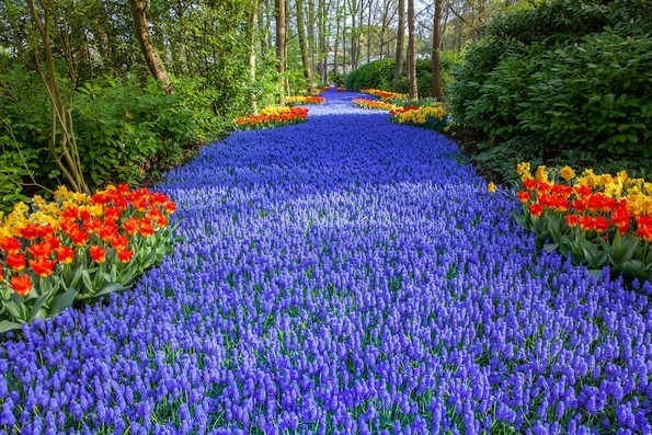 Погледнете ја најголемата градина во Холандија со над 7 милиони шарени цветови