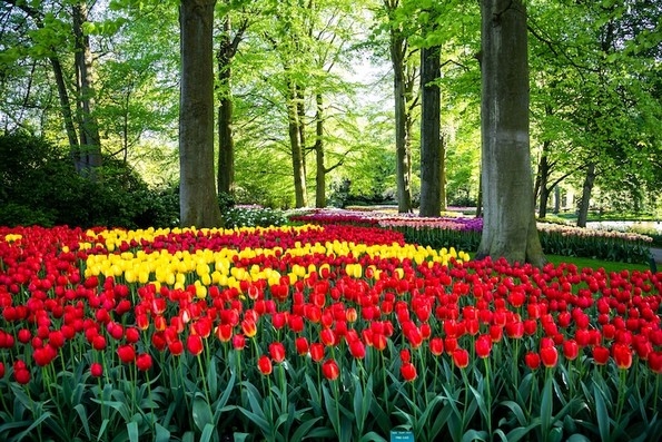 Погледнете ја најголемата градина во Холандија со над 7 милиони шарени цветови