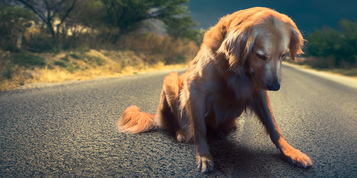 Губењето милениче е потрагично отколку што мислат повеќето луѓе