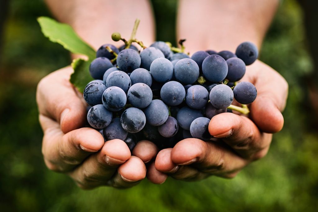 Кои се здравствените придобивки од грозјето?