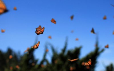 Што значи ако често гледате пеперутки?
