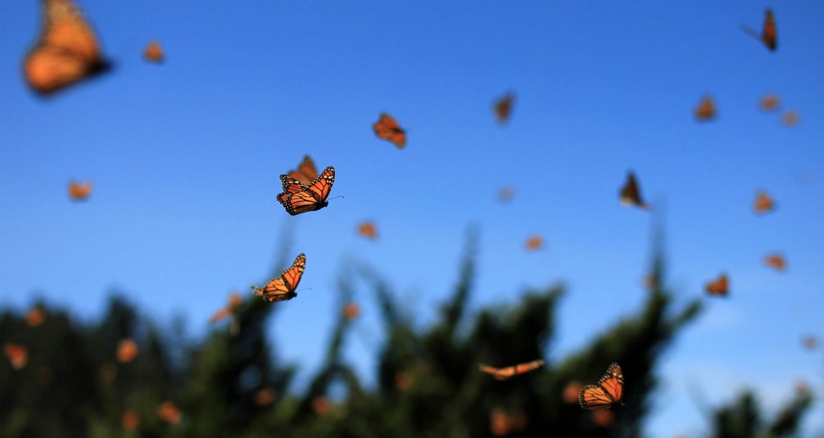 Што значи ако често гледате пеперутки?