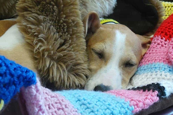 89-годишна баба сплела 450 ќебиња за бездомни кучиња