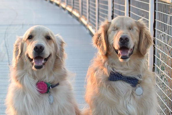 Пријателството меѓу ова слепо кученце и неговото куче-помошник ќе ви ја стопли душата