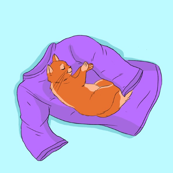 13 начини со кои вашата мачка покажува дека ве сака