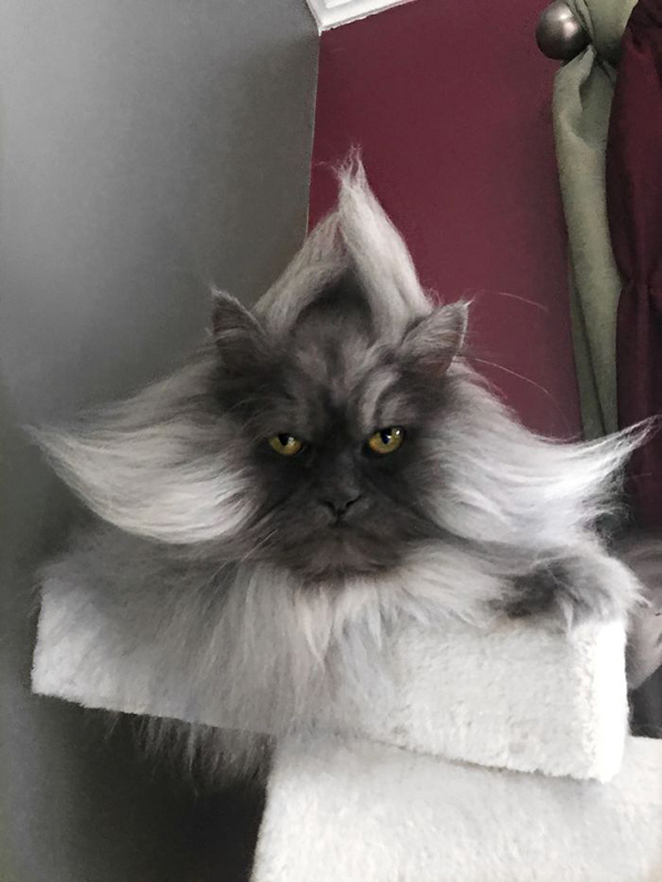 Запознајте го Џуно, мачорот со најубави фризури