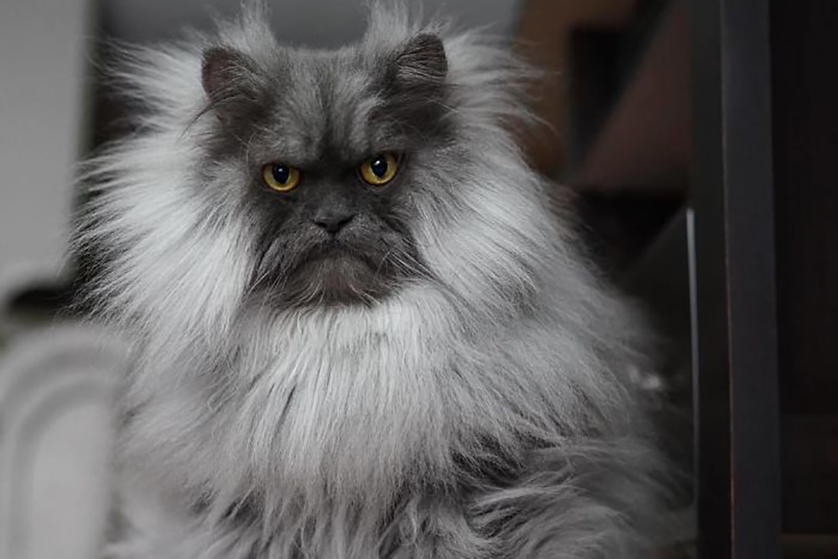 Запознајте го Џино, мачорот со најубави фризури