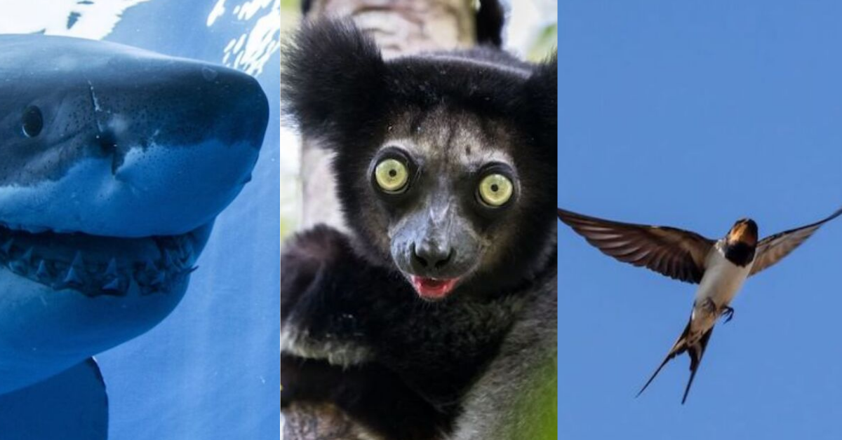 9 животни кои нема да ги видите во зоолошка градина