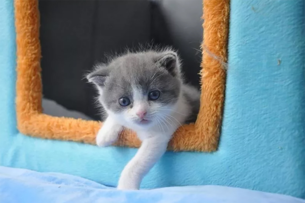 Родена е првата клонирана мачка во Кина