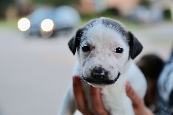 Запознајте го Салвадор Доли, најслаткото кученце со мустаќи