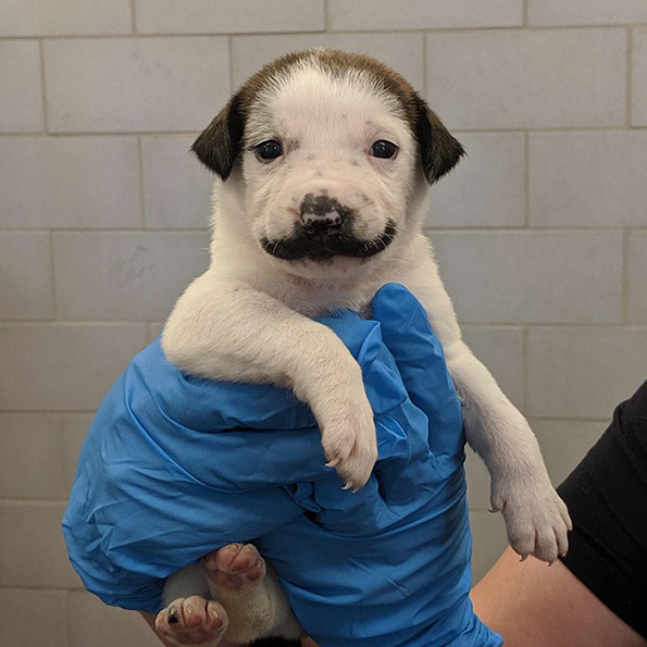 Запознајте го Салвадор Доли, најслаткото кученце со мустаќи