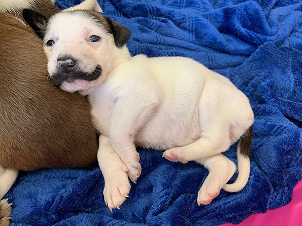  Запознајте го Салвадор Доли, најслаткото кученце со мустаќи