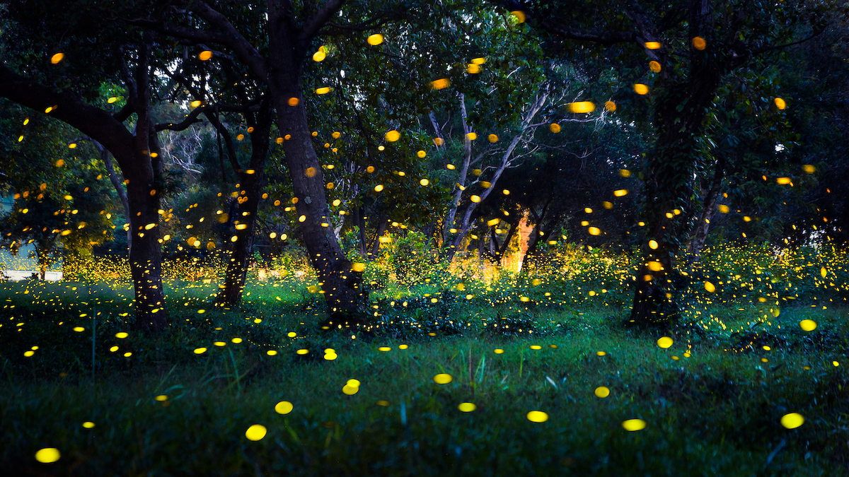 Светулките се пред губење на нивната способност за емитување светлина, но тоа може да се спречи