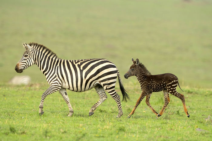 Ова бебе зебра е родено со точки по телото наместо со линии