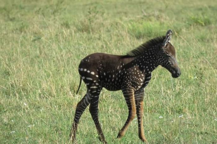 Ова бебе зебра е родено со точки по телото наместо со линии