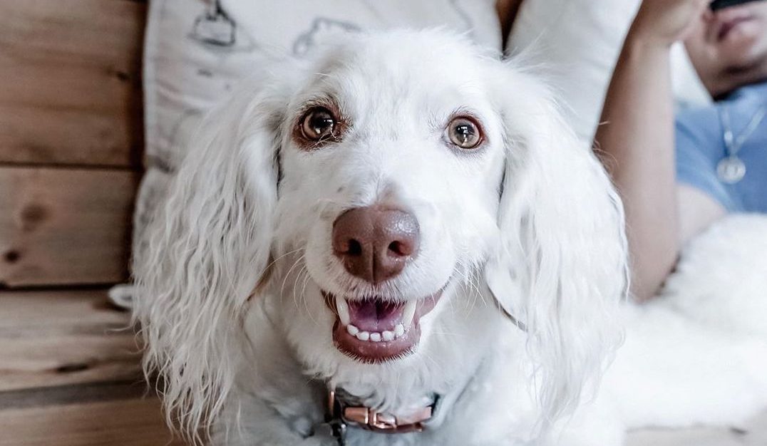 Кучето Џаспер ќе ве освои за миг: Само погледнете го овој снежнобел весел лик!