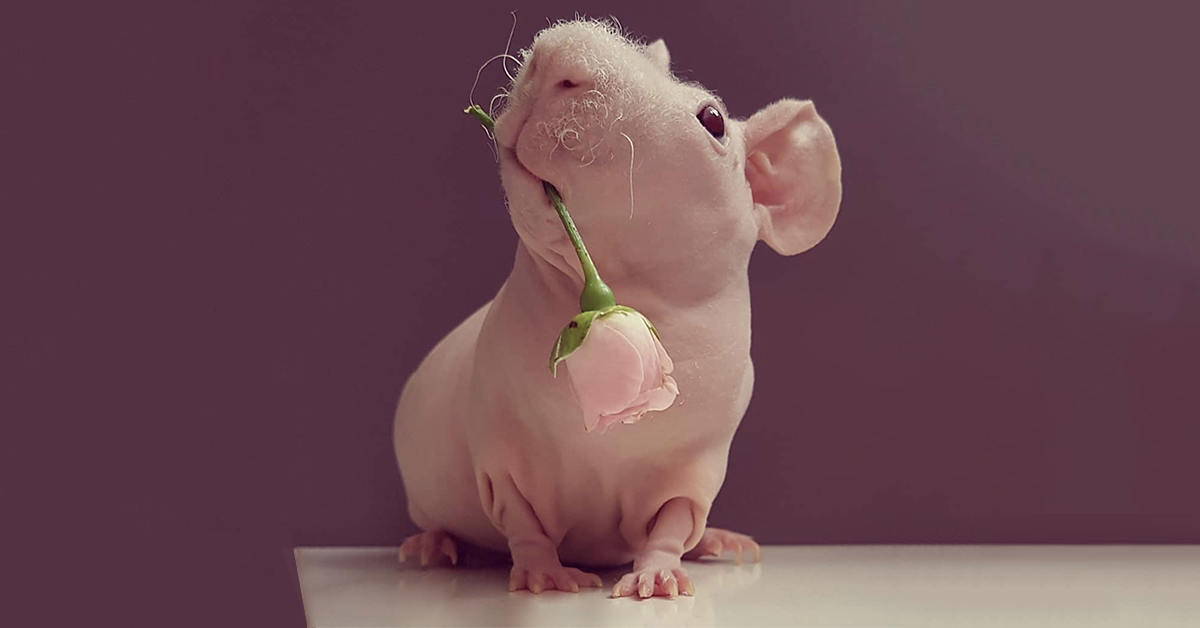 Запознајте го Лудвик, безвлакнестото морско прасе кое ќе ви ја избрише и најдлабоката тага од душата