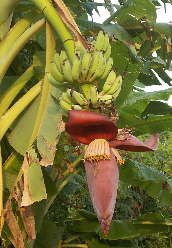 Зошто бананите растат свиткани?