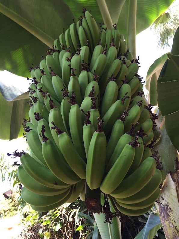 Зошто бананите растат свиткани?
